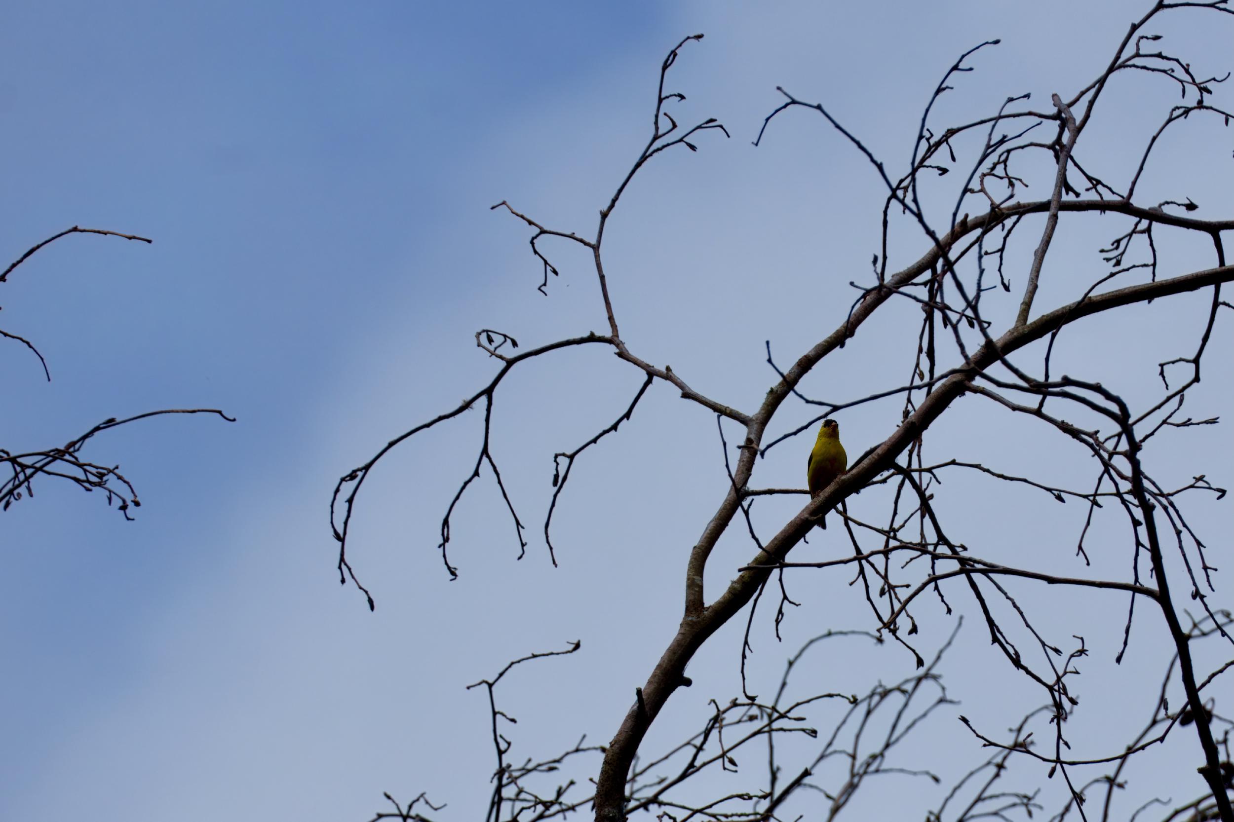 Small bird partially obscured by branches