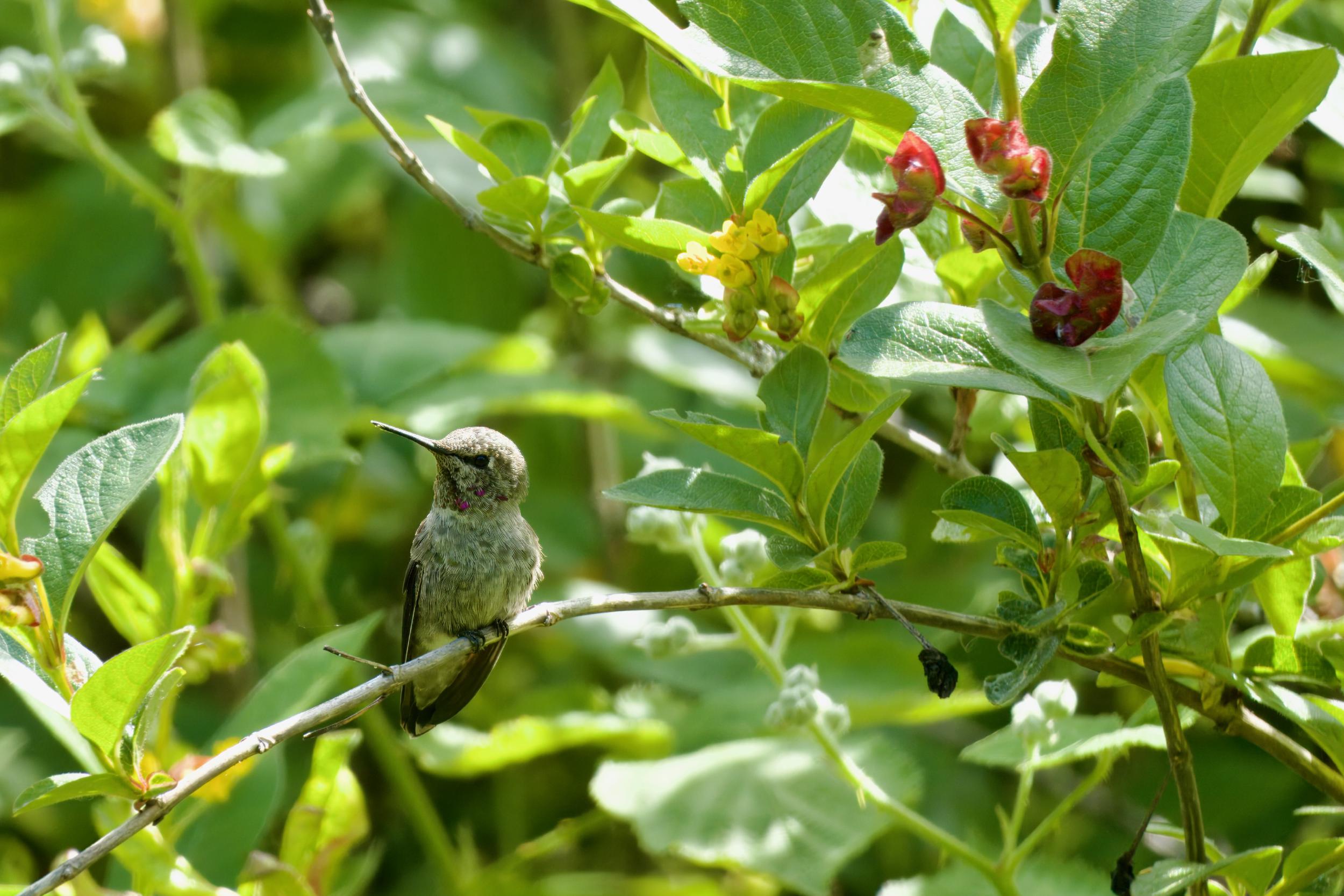 Small bird perched among dense branches