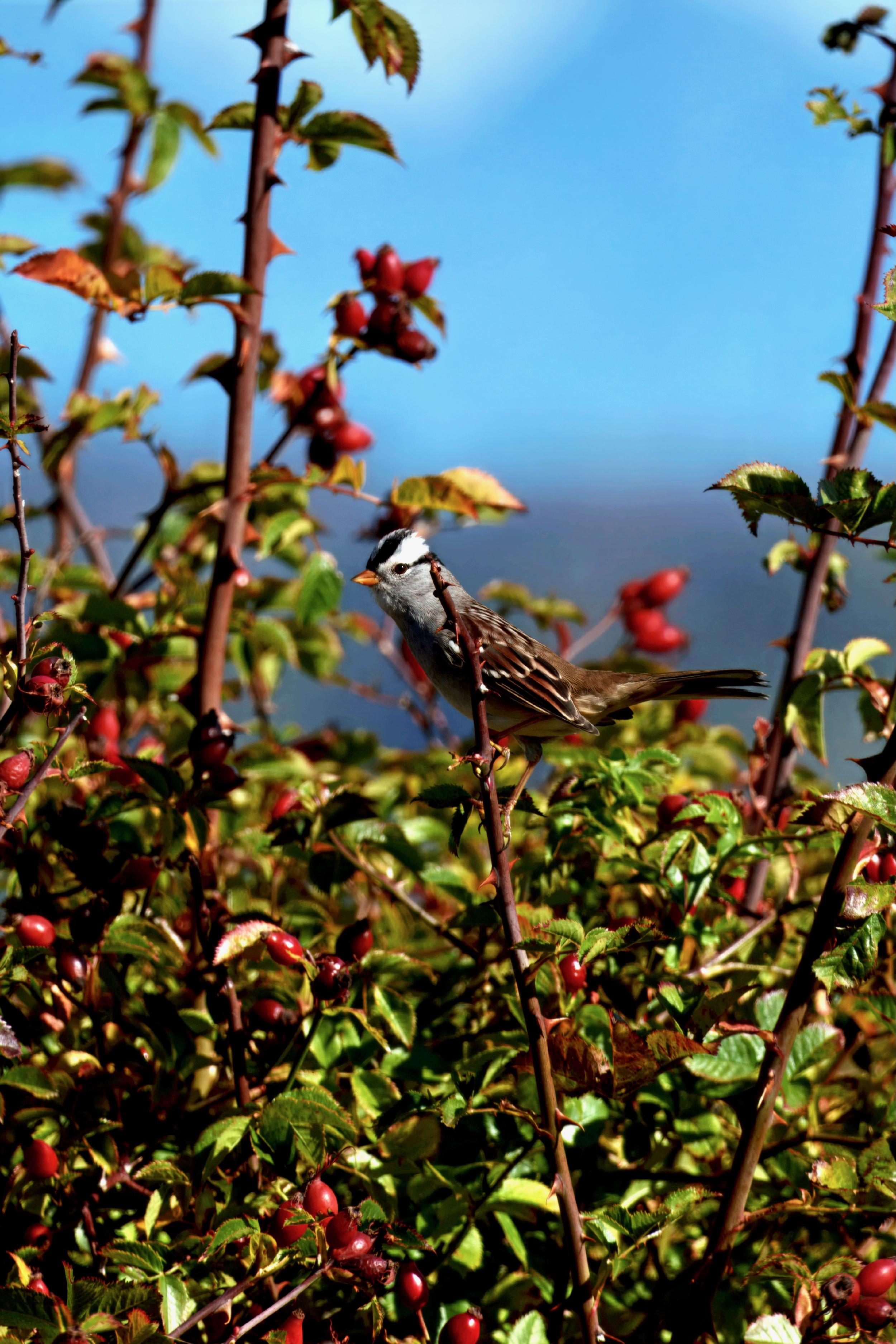 Sharp focus on a bird